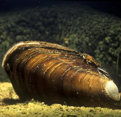 Zamora se ‘vuelca’ con la conservación de la náyade de río