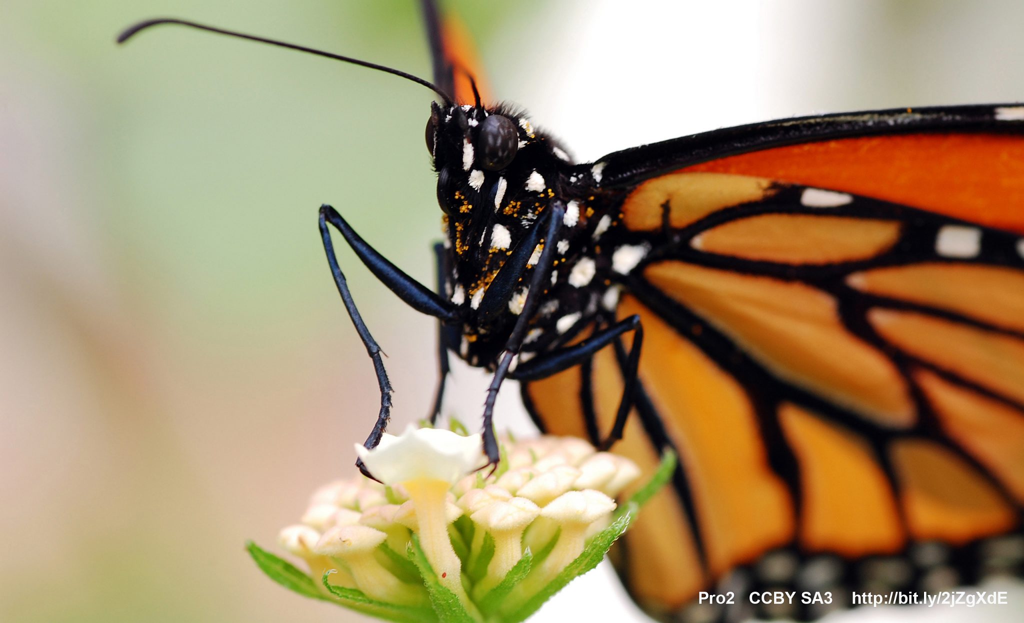 Mexico. La fabulosa mariposa Monarca en Michoacán y el Estado de México