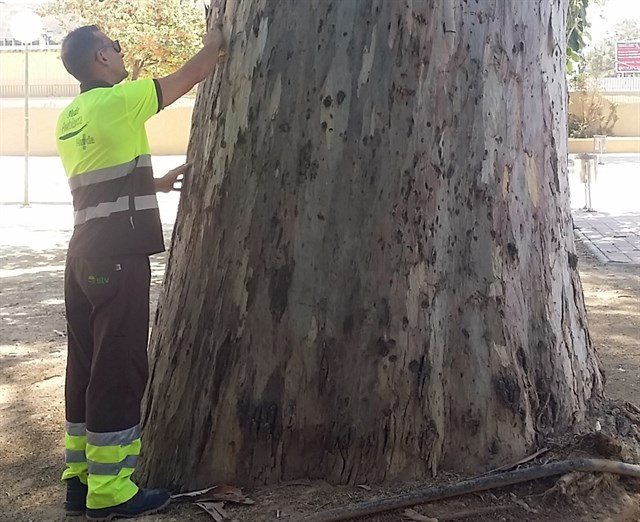 Murcia inicia un tratamiento contra el psílido para proteger un centenar de eucaliptos