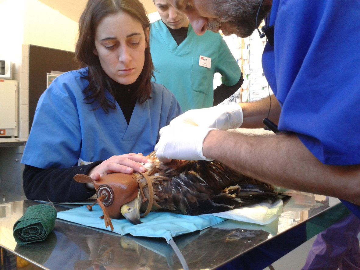 Casi 3.500 animales fueron atendidos en 2013 en el hospital de fauna silvestre de GREFA