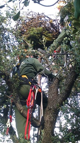 Reconstruyen nidos de buitre negro en la Sierra Norte de Sevilla para evitar su caída