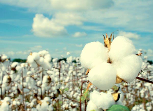 COAG-A pide al Gobierno cautela ante la posible entrada de algodón transgénico