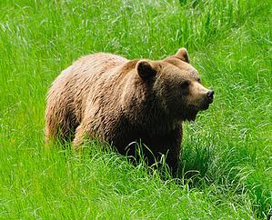 El oso Furaco volverá mañana a compartir cercado con Paca y Tola