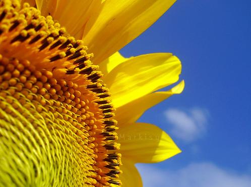 Jardín sostenible en Zamora