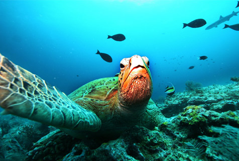 Salvar el Mediterráneo