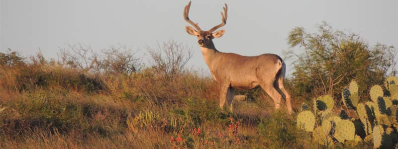 Estudian patrones de distribución del venado bura en Baja California