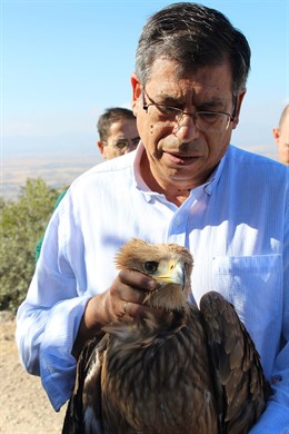 Toledo. Dos ejemplares juveniles de águila imperial ibérica son devueltos al medio natural