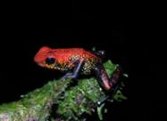 Redescubierta rana venenosa del Saija