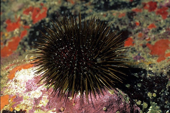 Novedades sobre los erizos marinos de las Illes Medes (Girona)