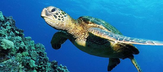 Peligro para las tortugas marinas en Malasia