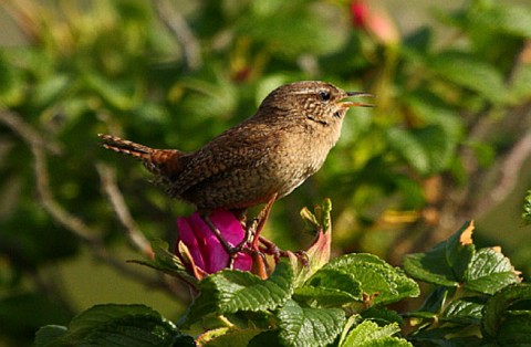Luz verde a la Estrategia para la conservación de la Biodiversidad del municipio de Vitoria-Gasteiz