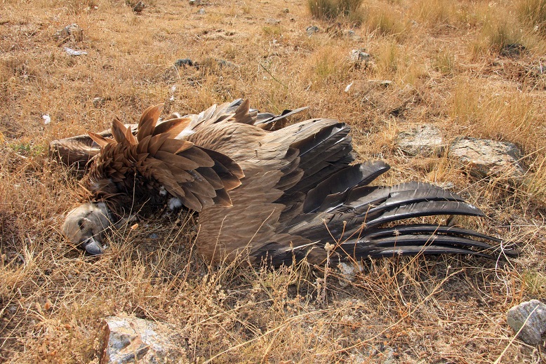 Urbaser y Energías de Portugal no hacen nada por evitar que sus instalaciones sigan matando rapaces