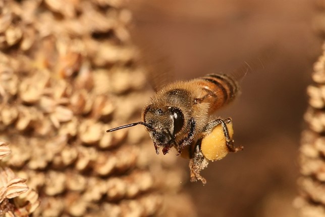 El Brexit será nefasto para las abejas