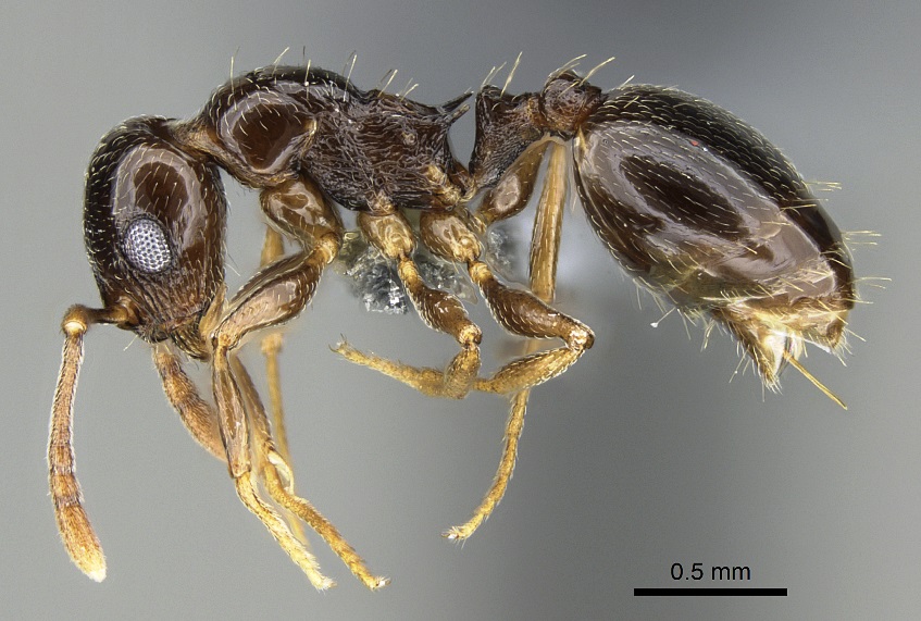 El XI Congreso Ibérico de Mirmecología reúne a especialistas en hormigas de la península ibérica