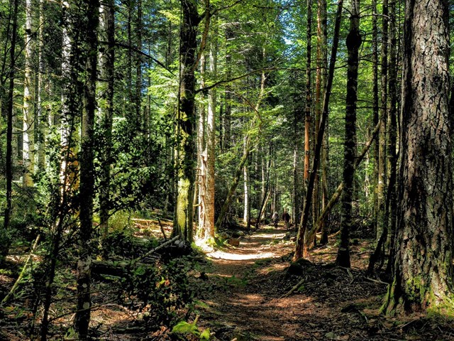 Los bosques maduros nos ayudan a comprender el estado de los hábitats forestales