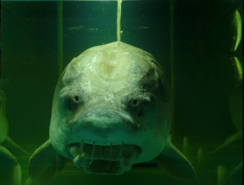 Conoce la historia y todos los detalles del esturión hallado en Gijón