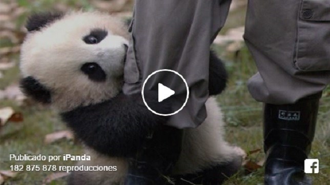 Este panda es un poco pesado (VIDEO)