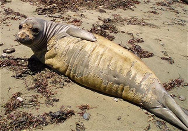 Elefantes marinos ‘atiborrados’ de mercurio en California