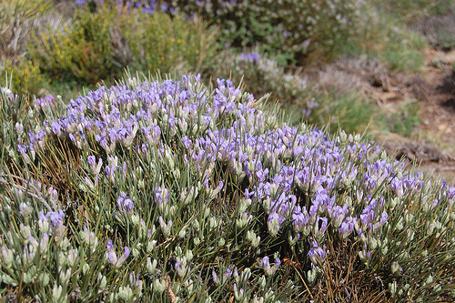 El MARM organiza un curso sobre diagnosis del arbolado ornamental en municipios y espacios rurales