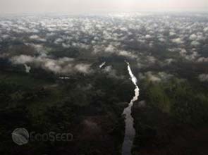 Africa looks to vast forests for carbon credit