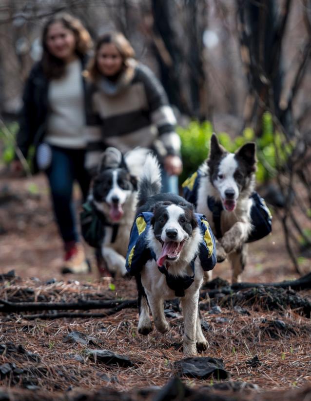 Una mujer y tres perras reforestan los bosques quemados de Chile…