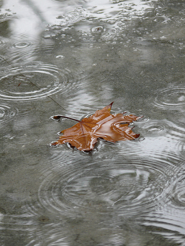 Este año registra un exceso de lluvias del 23 por ciento