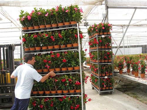 Andalucía. Almería vende plantas y flores en el exterior por 17