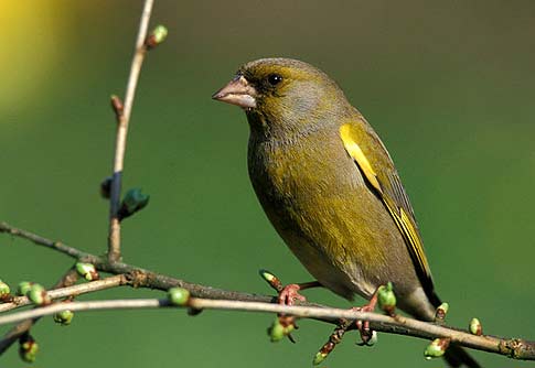 Defienden como experimental la caza de pájaros con pegamento en Cataluña…