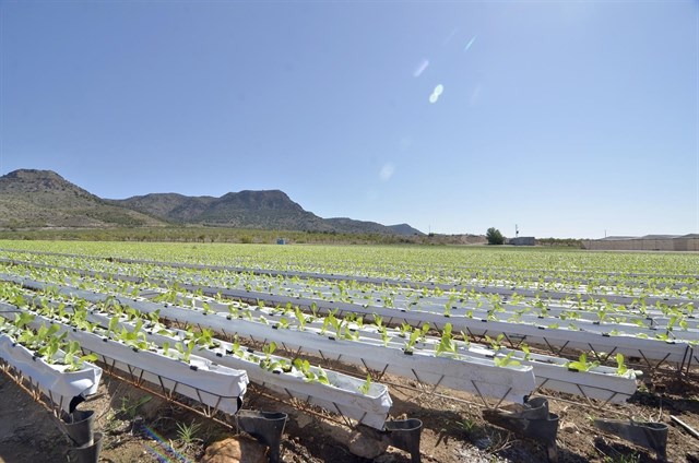 Primaflor apuesta por la agricultura sostenible implementando el sistema de cultivo hidropónico