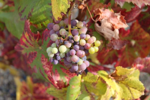 La radiación ultravioleta protege a la uva ante situaciones de estrés