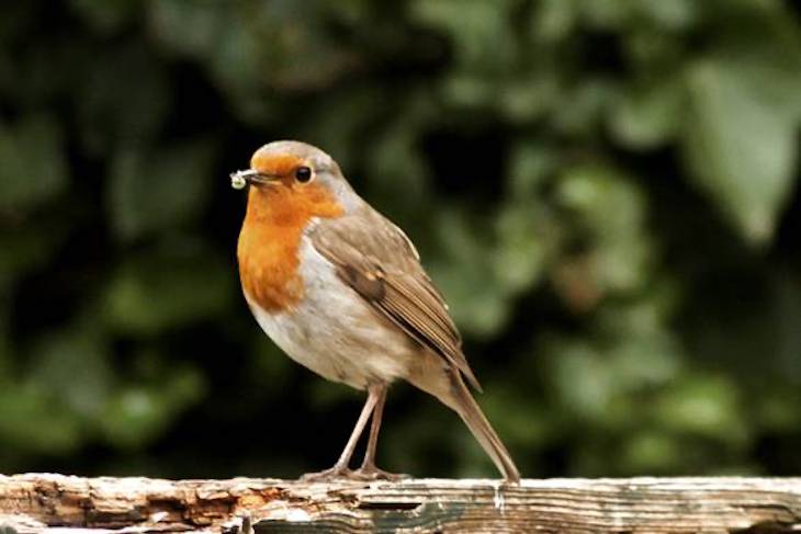 SEO/BirdLife presente en el Congreso Mundial de la Naturaleza