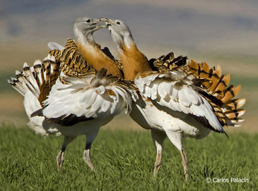 La avutarda basa su atractivo sexual en sus atributos