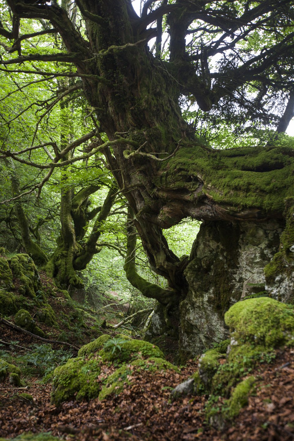 Congreso Internacional "enArbolar: Grandes Árboles para la Vida (BIGTREES4LIFE)"