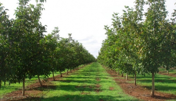 Venezuela. Sembraran 1.500 especies de Nogal