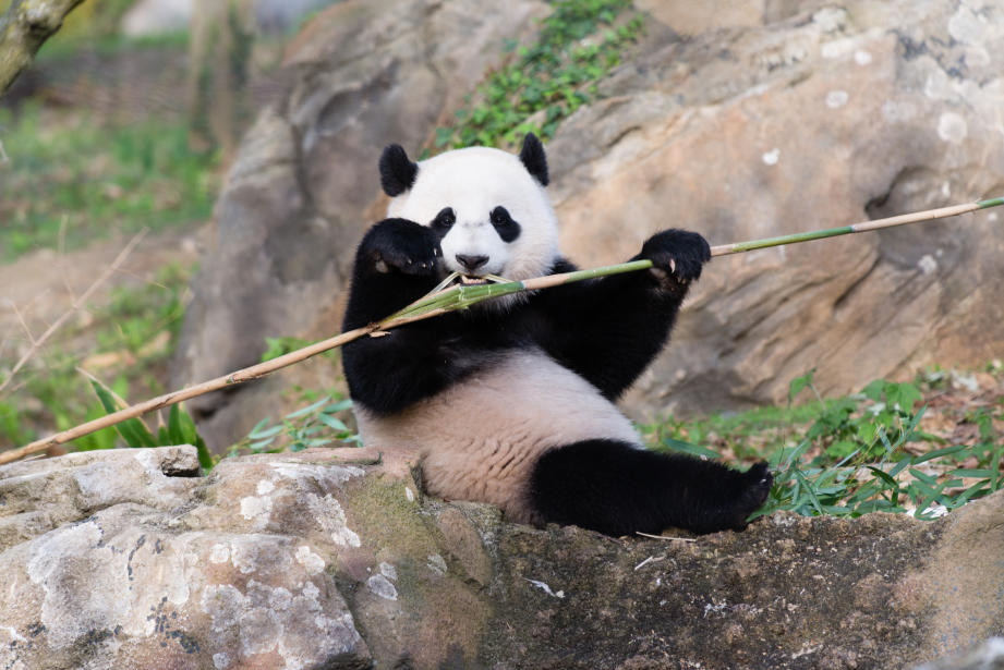 La panda Bao Bao deja Estados Unidos y se va a China