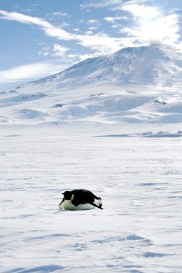 El cambio climático hace impredecible el futuro del pingüino
