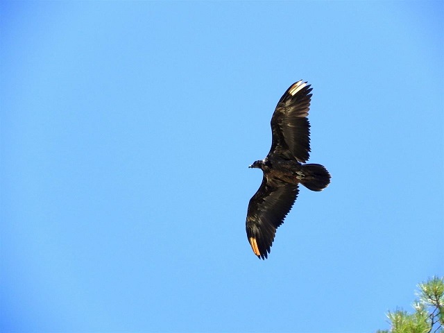 El programa de cría del quebrantahuesos andaluz es un éxito sin precedentes