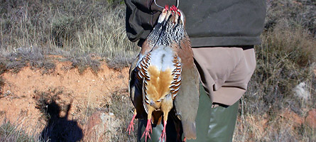 La Federación de Caza quiere preservar la perdiz roja o poder matar más piezas