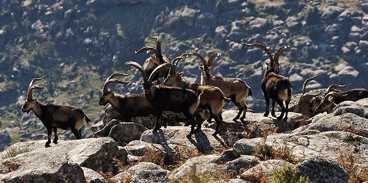 El PSOE acusa directamente a Cospedal de querer permitir la caza en los Parques Nacionales para favorecer a los ‘señoritos’