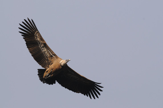 Cerca de 6.000 buitres en riesgo de muerte a causa de un fármaco