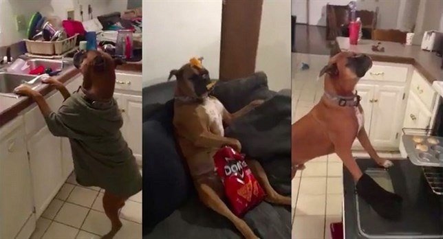 El mejor Mannequin Challenge ¡El de este perro!