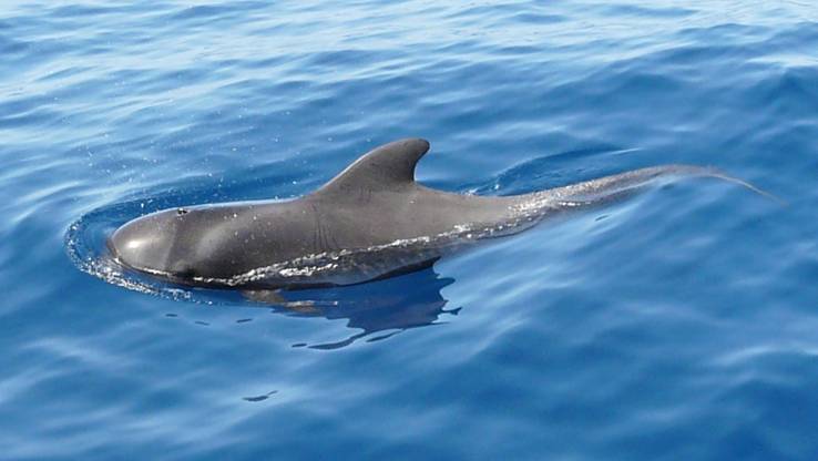 El petróleo es la peor opción para Canarias