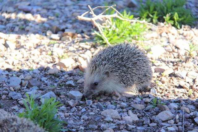 Liberados 3 erizos europeos en Calblanque tras ser atendidos en el Centro de Recuperación de Fauna Silvestre