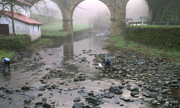 Repueblan con angulas la cuenca del río Urola (Gipuzkoa)