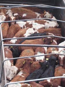 Contra el transporte de animales a larga distancia