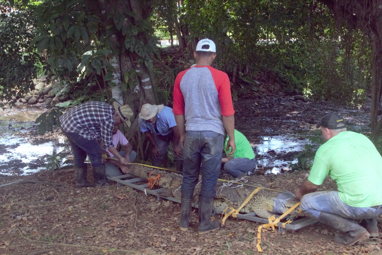 Investigación del TEC busca características de los cocodrilos