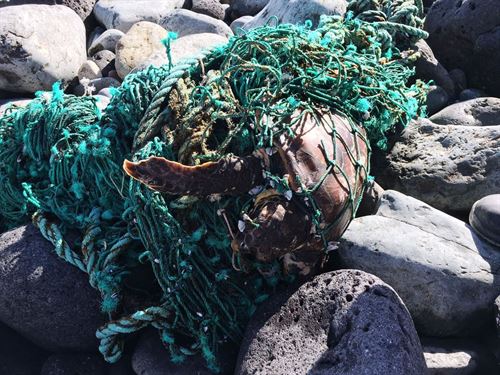 Rescatada una tortuga atrapada en artes de pesca en Las Palmas