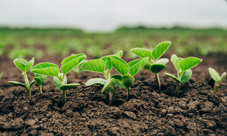 Los microorganismos podrían cambiar la agricultura