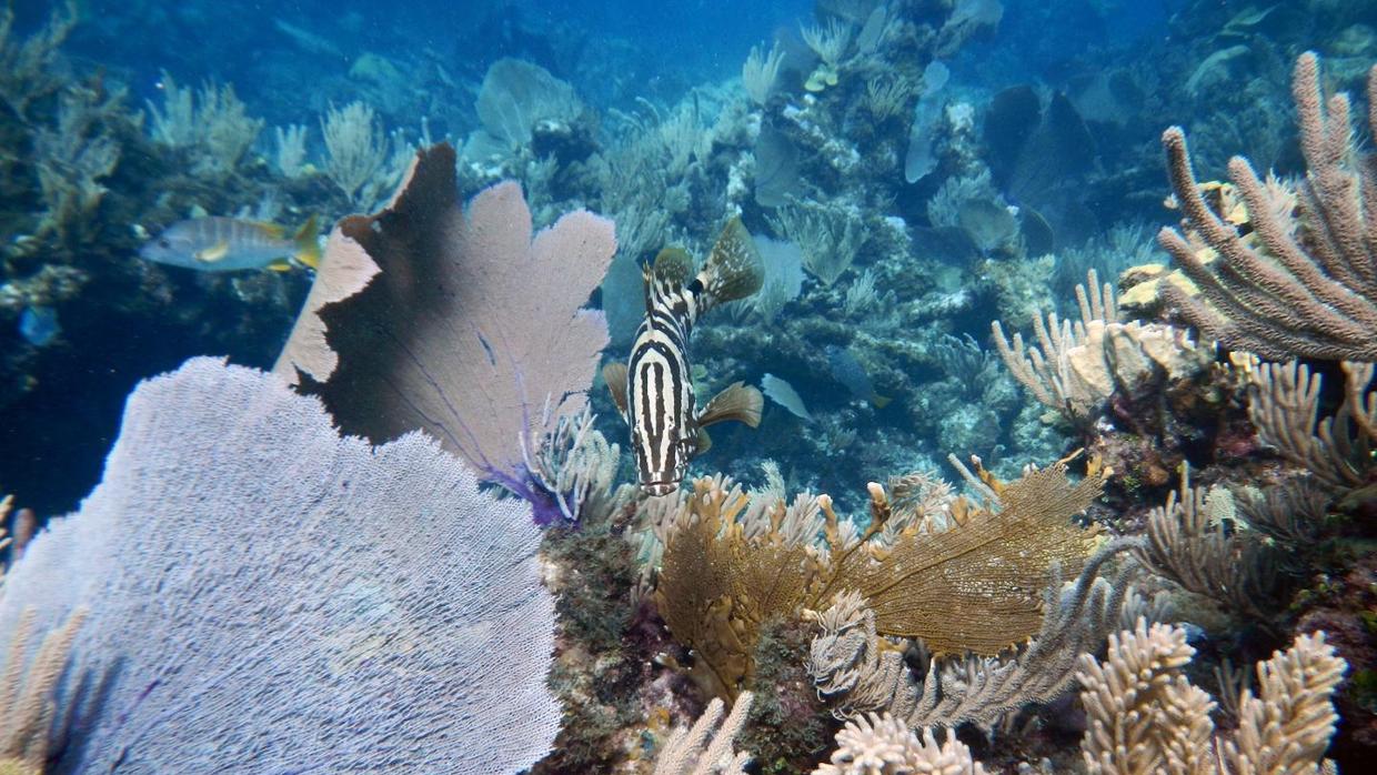 El único desecho que los arrecifes necesitan para sobrevivir