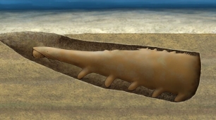 Hallado en Murero un nuevo eslabón entre gusanos primitivos y artrópodos